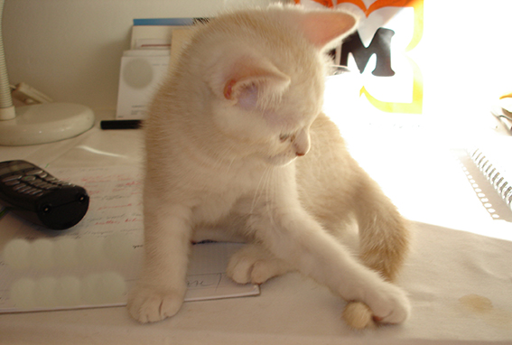 Es ist klein und bewegt sich. Damit ist auch der eigene Schwanz ein interessantes Spielzeug für junge Katzen Junge Katze jagt ihren Schwanz