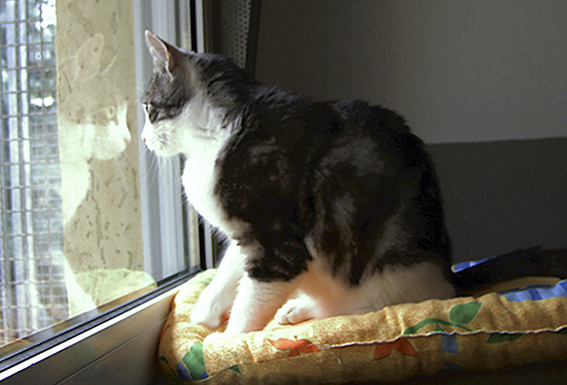 Eine Katzenwohnung sollte abwechslungsreich eingerichtet sein Katze sitzt vor vergittertem Fenster