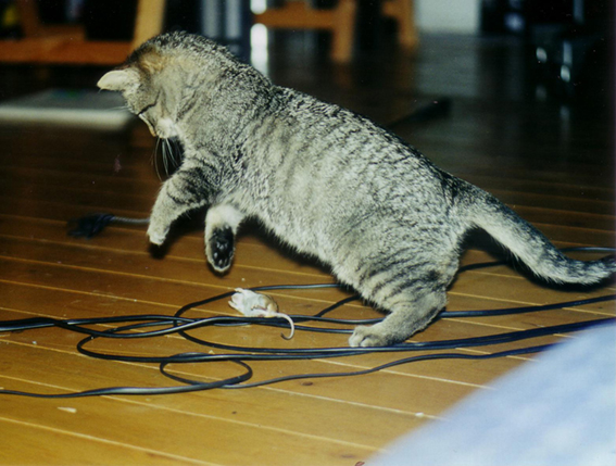 Erleichterungsspiel: Endlich eine Maus junge Katze spielt mit toter Maus
