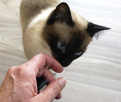 Neugierige Katze