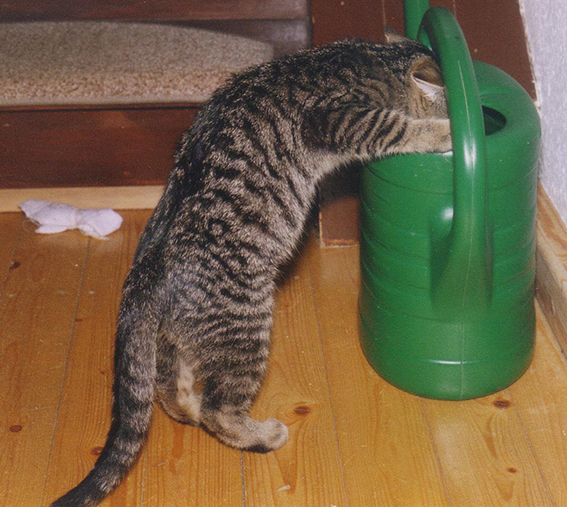 Manche Katzen suchen sich ungewöhnliche Wasserquellen Katze trinkt aus Gießkanne