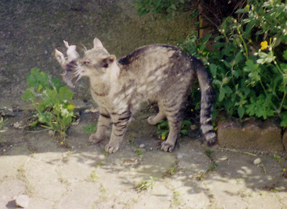 Eddie mit einem aus dem Nest gefallenen, toten Jungvogel Katze mit jungem Vogel