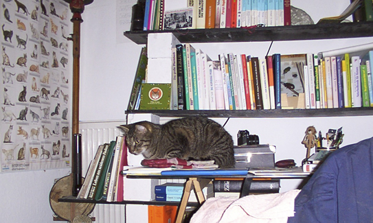 Katzenwohnungen