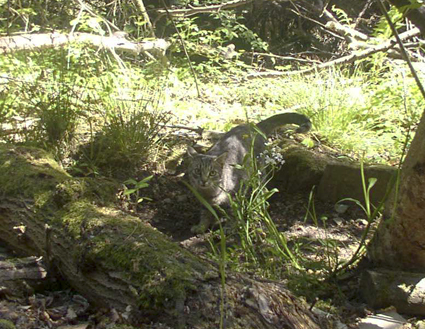 Grundlagen der Katzenhaltung