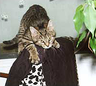 Kratzen gehört zu den natürlichen Verhaltensweisen von Katzen Katze kratzt an Sessel