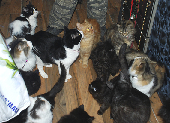 Auch Katzen in großer Gruppen brauchen viel Aufmerksamkeit Katzengruppe