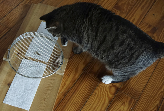 Wissenswertes über Katzen